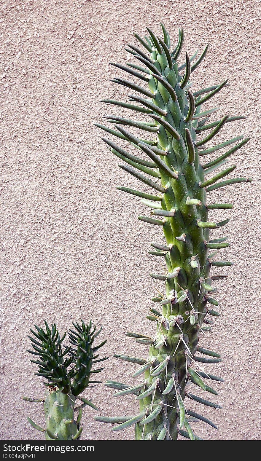 This type of cactuses became widespread in desert areas of Israel. This type of cactuses became widespread in desert areas of Israel