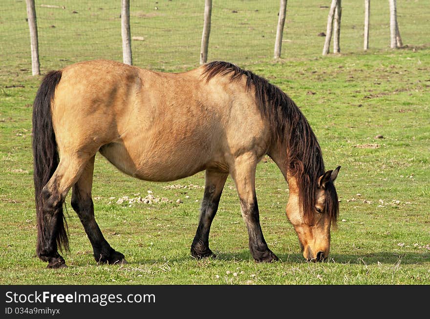 Beautiful horse is eating on the farm in summer. Beautiful horse is eating on the farm in summer