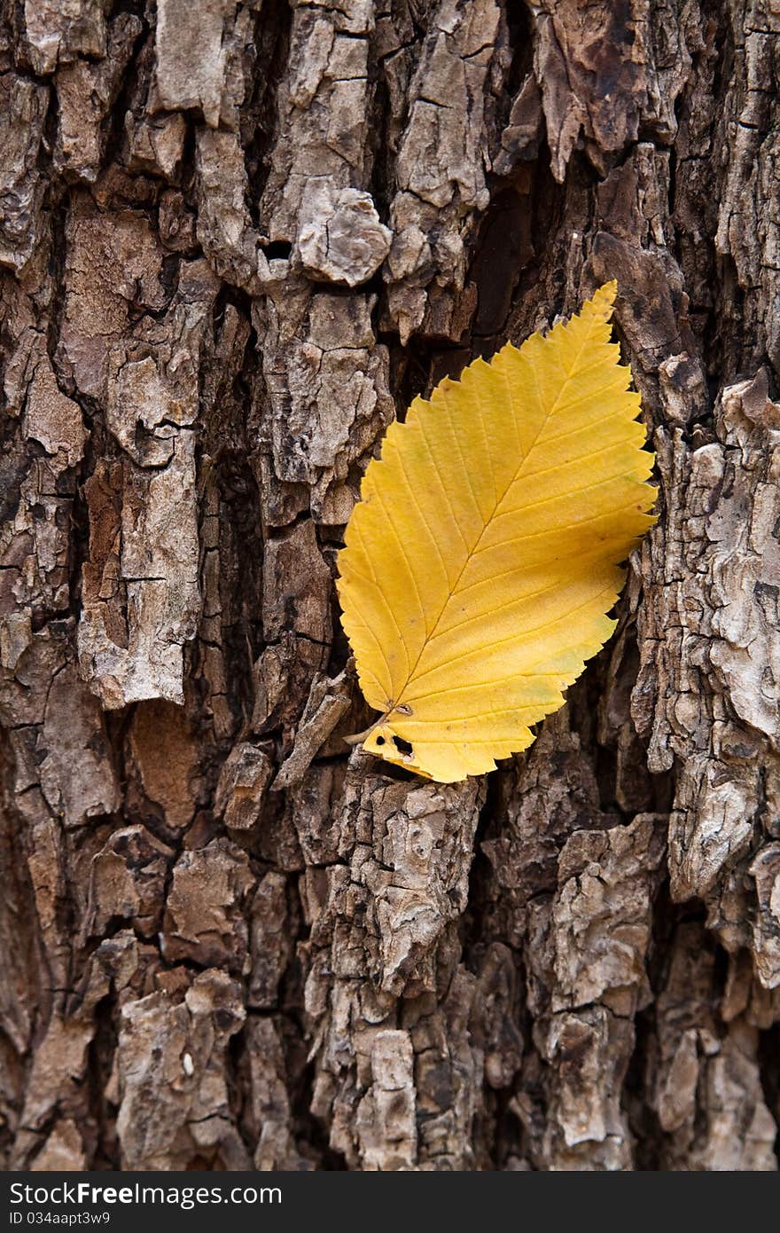 Yellow leaves on the tree