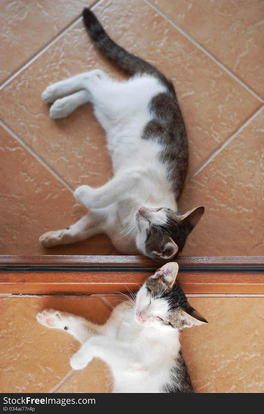 Cat lying on the terrace floor next to a mirrored window. Cat lying on the terrace floor next to a mirrored window.