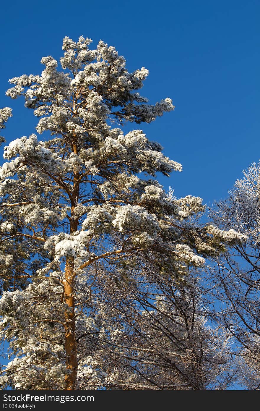 Tree  snow   pine