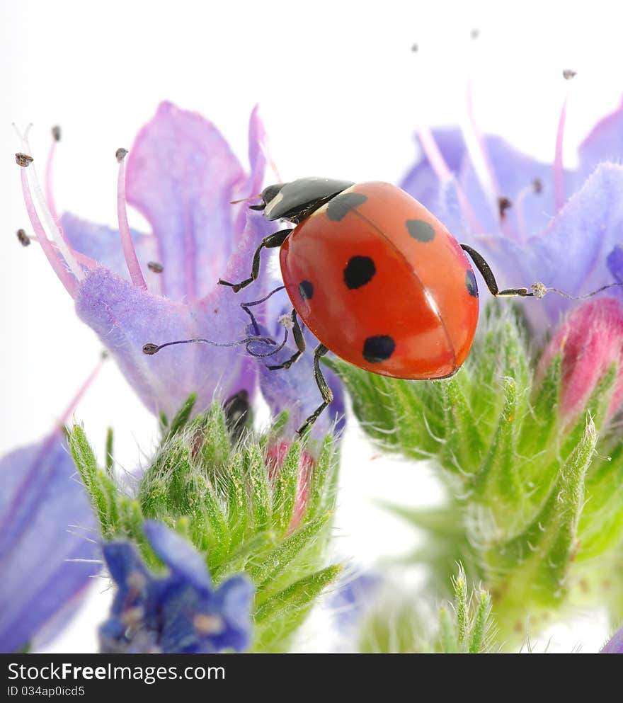 The ladybug sits on a flower petal