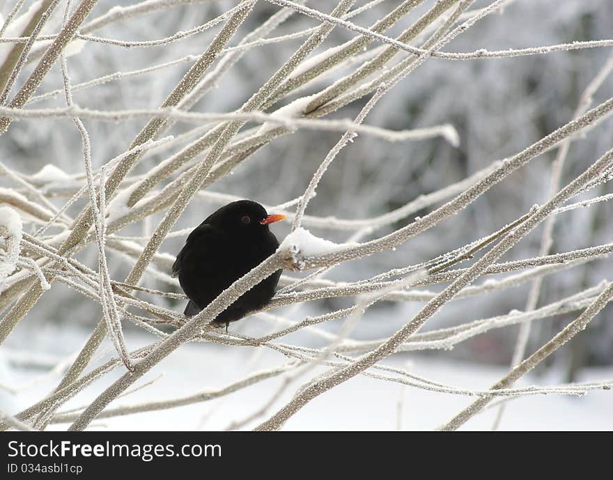 Blackbird on background winter scenery