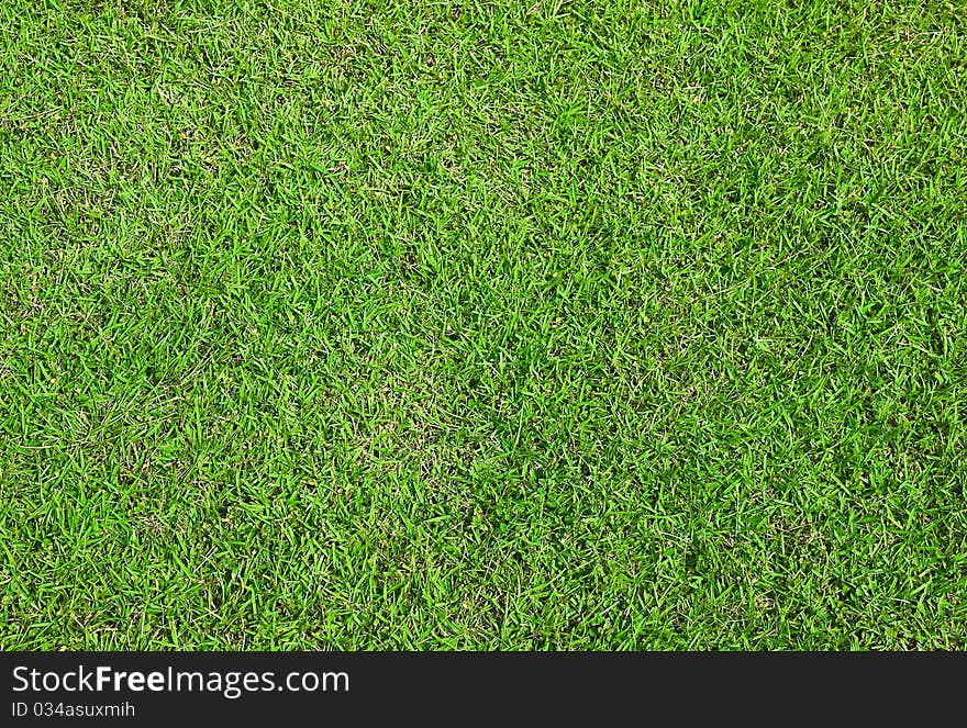 Green grass detail for background