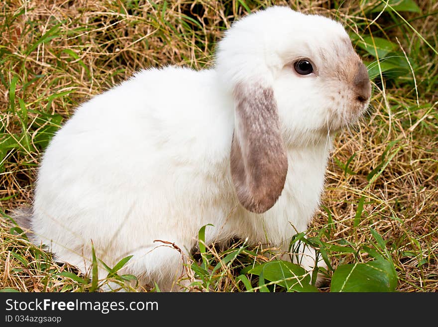 White rabbit in the grass field