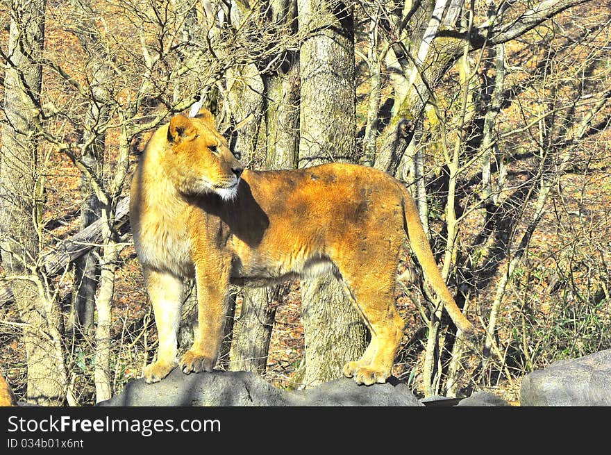 A lion stands elegantly watchful of its surrounding. A lion stands elegantly watchful of its surrounding