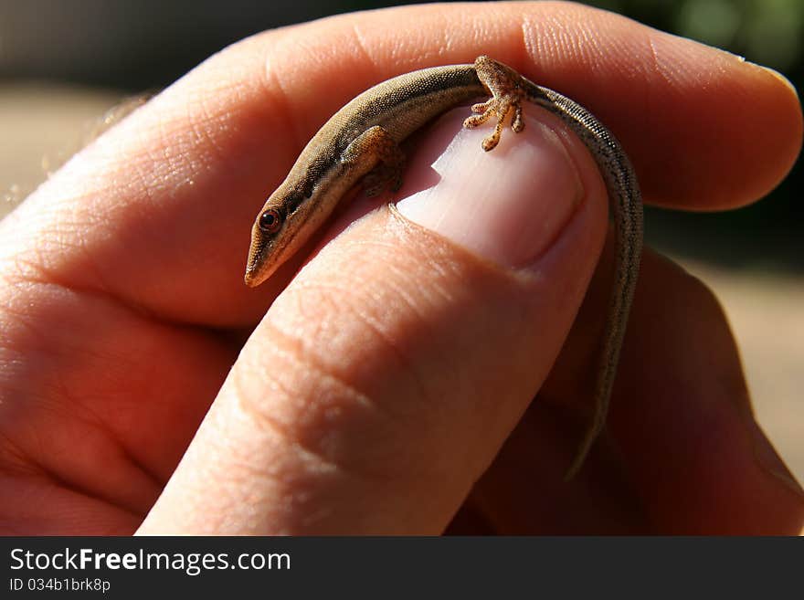 Small madagascar gecko in human hand