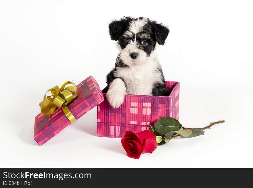 Puppy for present.