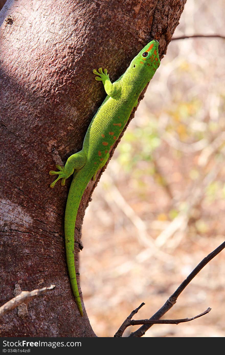 Small madagascar gecko in its natural environment