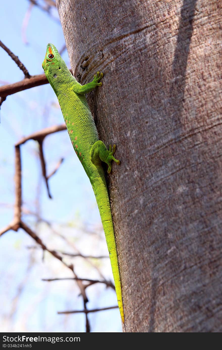 Small madagascar gecko in its natural environment