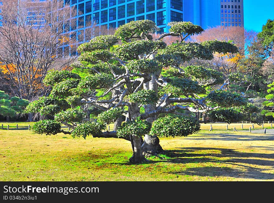 This is the family garden of the greatest shogun in Japan, that is the Tokugawa. The garden is open for pub;ic viewing and many different plants were kept. This picture shows bonsai pine trees where the branches are uniquely trimmed and cut so that it represent a beautiful nature art. The trees are reflected in the river during a sunny day. The garden also hosted a jetty for Sugida river cruise where tourist can embark or disembark. This is the family garden of the greatest shogun in Japan, that is the Tokugawa. The garden is open for pub;ic viewing and many different plants were kept. This picture shows bonsai pine trees where the branches are uniquely trimmed and cut so that it represent a beautiful nature art. The trees are reflected in the river during a sunny day. The garden also hosted a jetty for Sugida river cruise where tourist can embark or disembark.