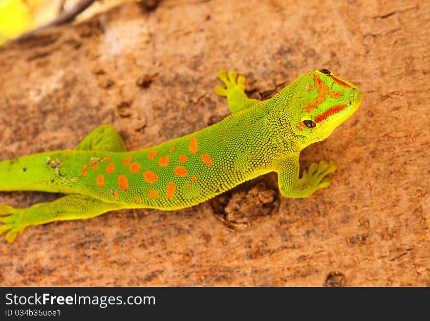 Green red-spotted gecko