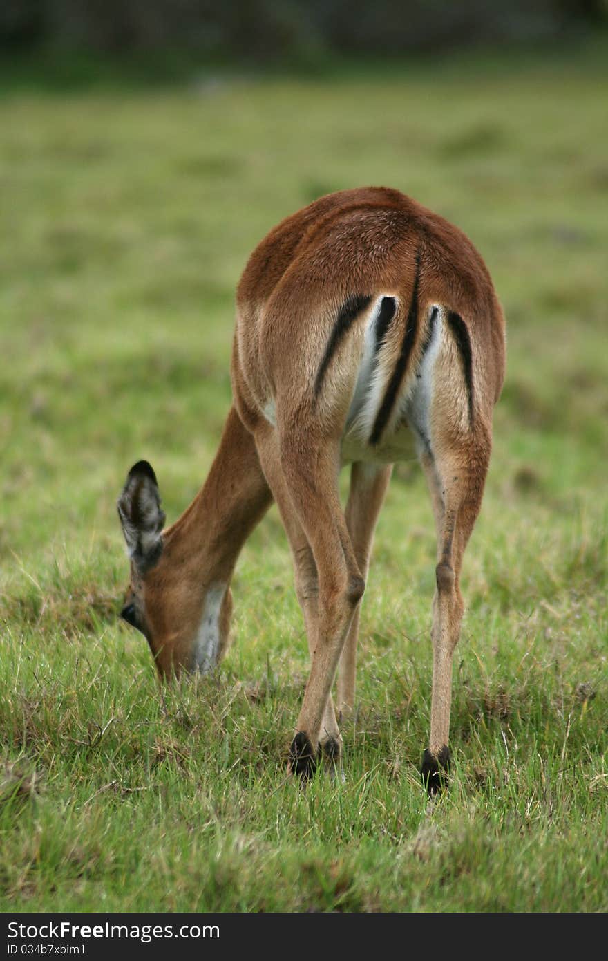 The rear of an african impala grazing