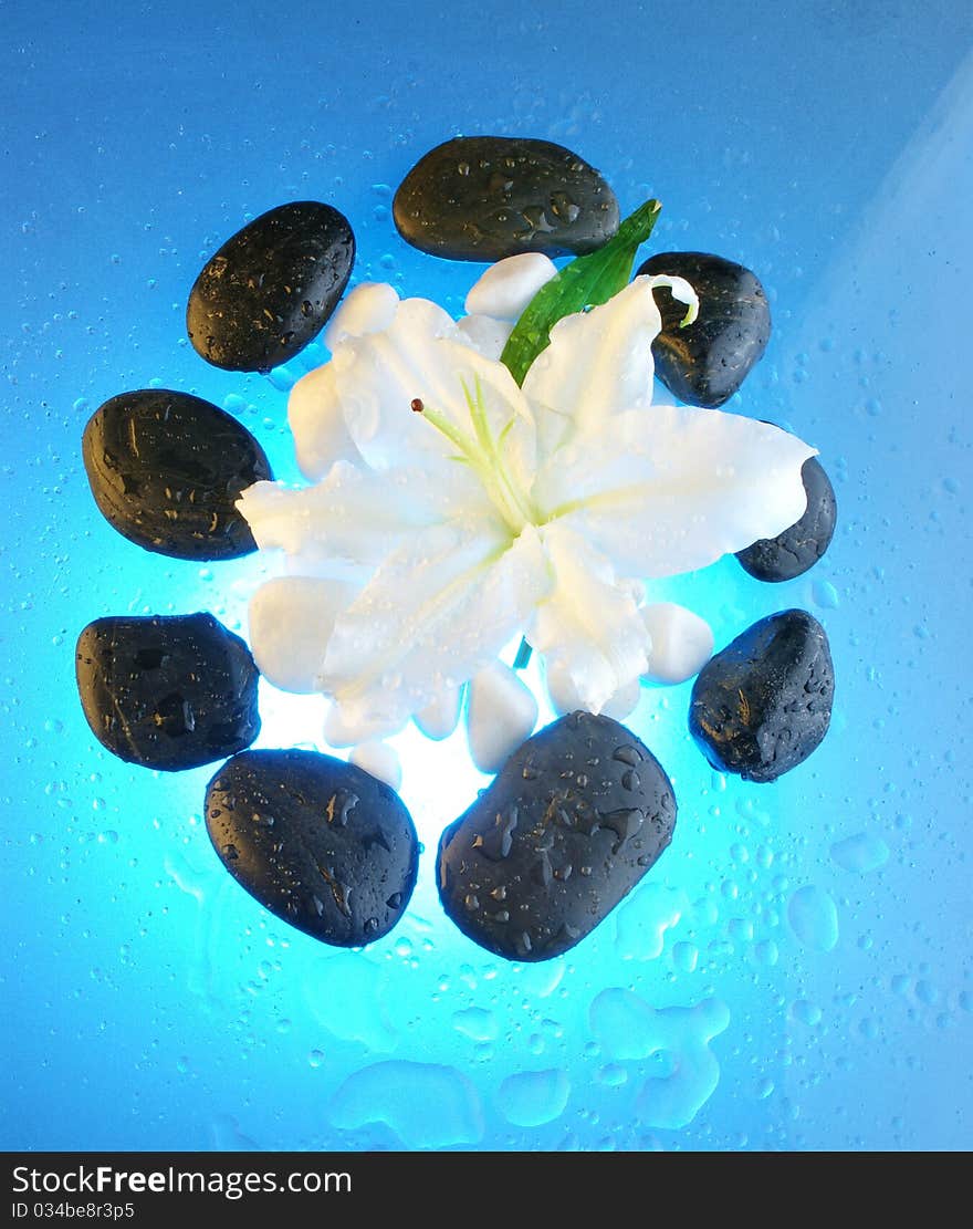 Lily flower and black stones