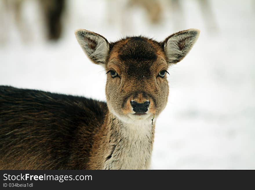 A fallow doe looks intently into the camera with a winter background. A fallow doe looks intently into the camera with a winter background