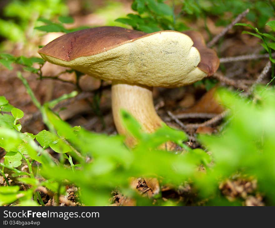 Boletus