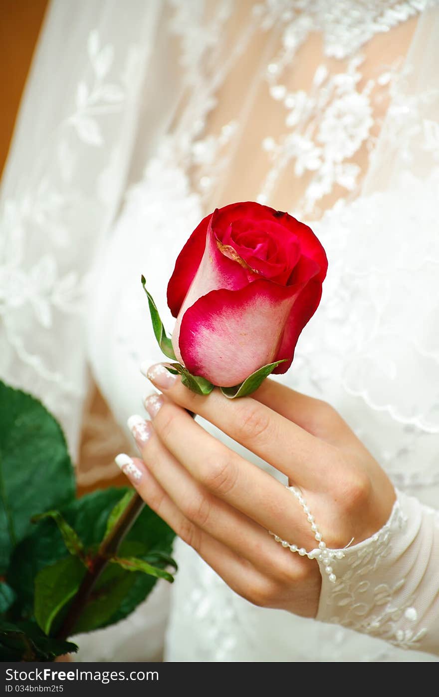 The bride holds a delicate rose in a hand. The bride holds a delicate rose in a hand