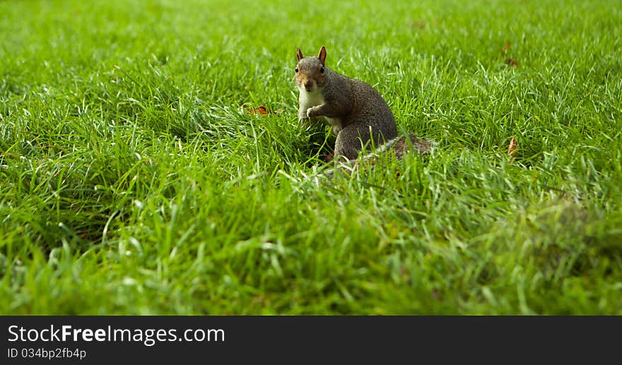 Eating squirrel sitting on the grass