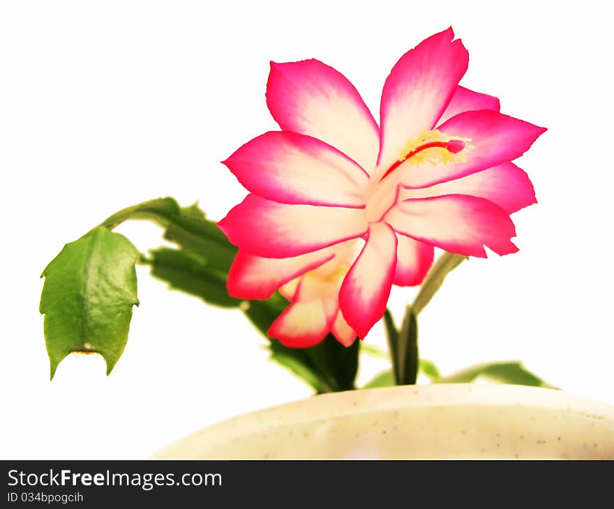 Zygocactus truncatus, Rhipsalidopsis gaertneri, Schlumbergera,  blooming in a pot on a white background. Clipping. Zygocactus truncatus, Rhipsalidopsis gaertneri, Schlumbergera,  blooming in a pot on a white background. Clipping.