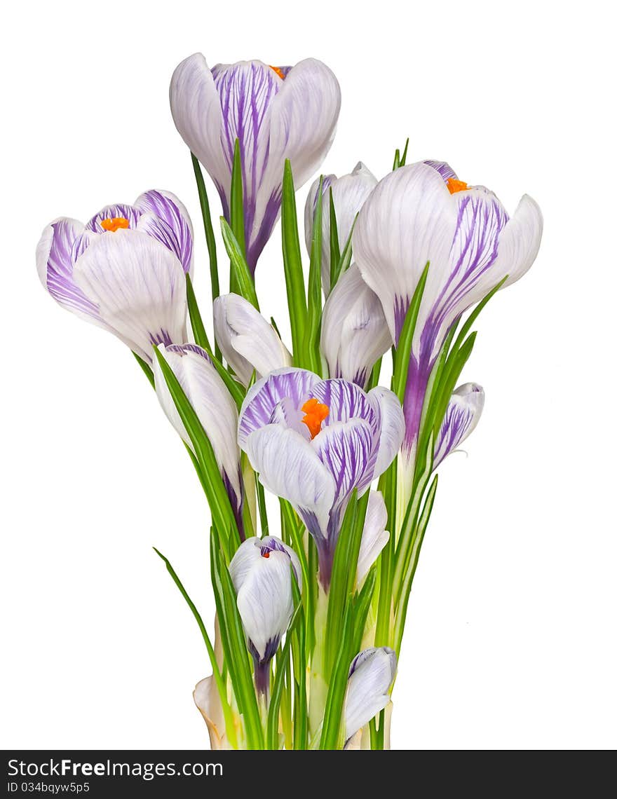 First spring flowers Crocuses isolated on white. First spring flowers Crocuses isolated on white