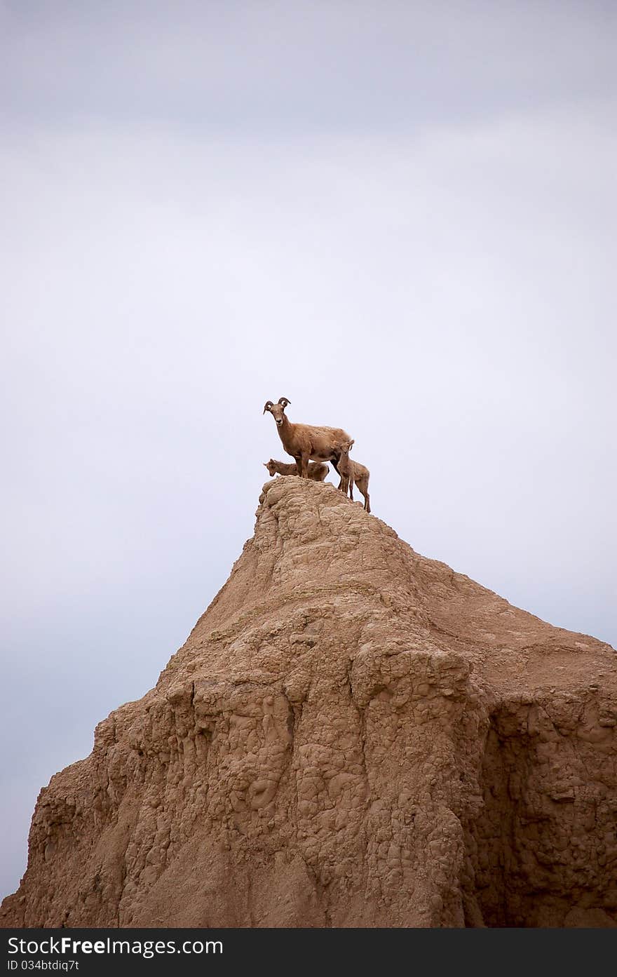 Big horn sheep with two babies in South Dakota. Big horn sheep with two babies in South Dakota