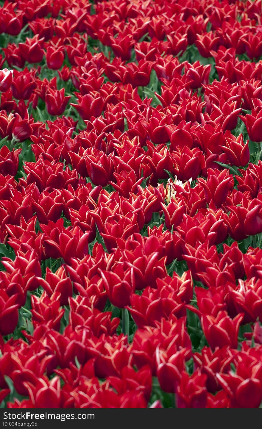 Flower bed of bright red tulips.