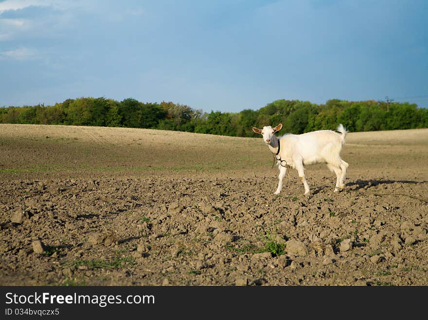 Young goat looking for a fresh grass