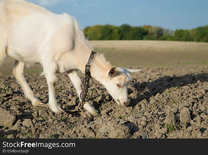 Young goat on a freshly plowed field looking for a fresh green grass. Young goat on a freshly plowed field looking for a fresh green grass