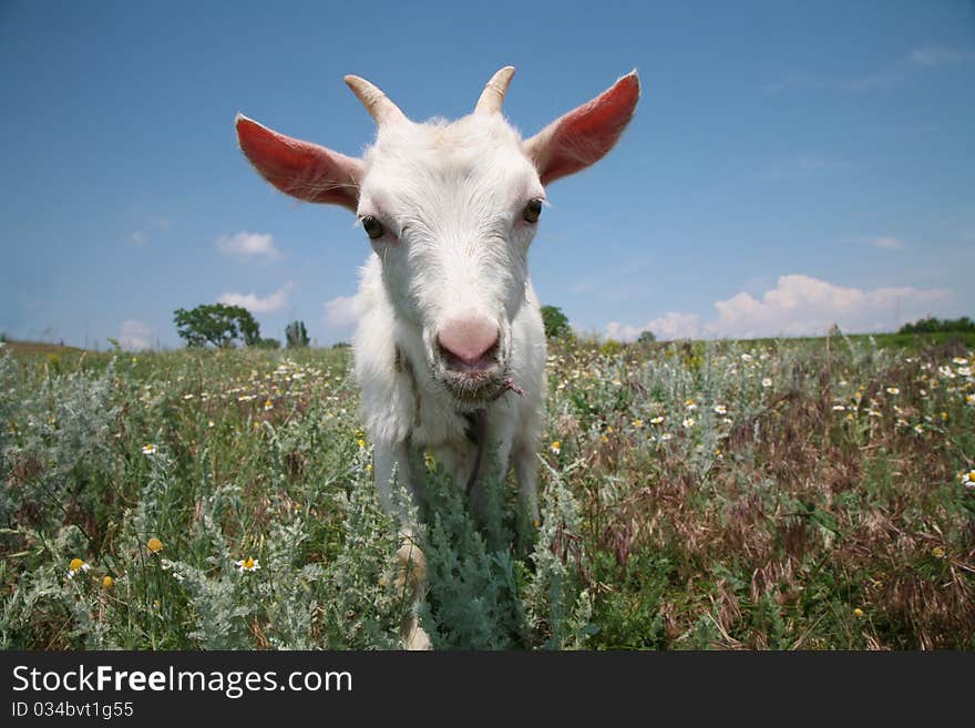 Young goat looking for a fresh grass