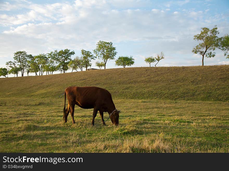 Cow on a pasture