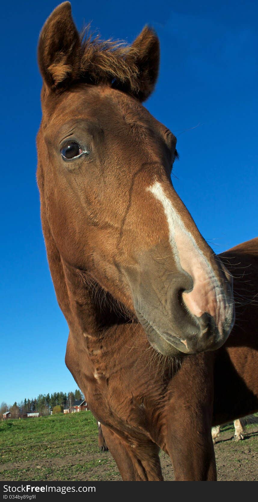 Horses head on sky background