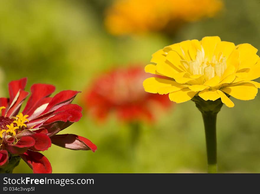 Lovely Summer Zinnias