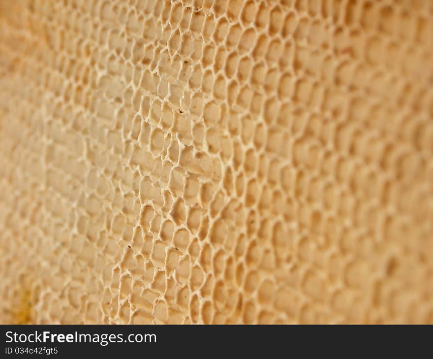 Honeycomb close-up