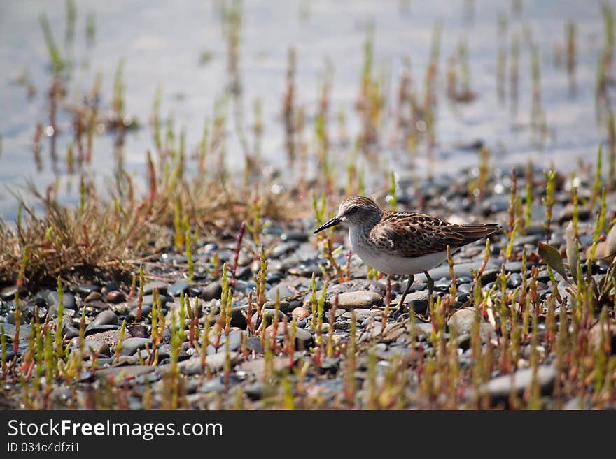 Sandpiper On The Shore