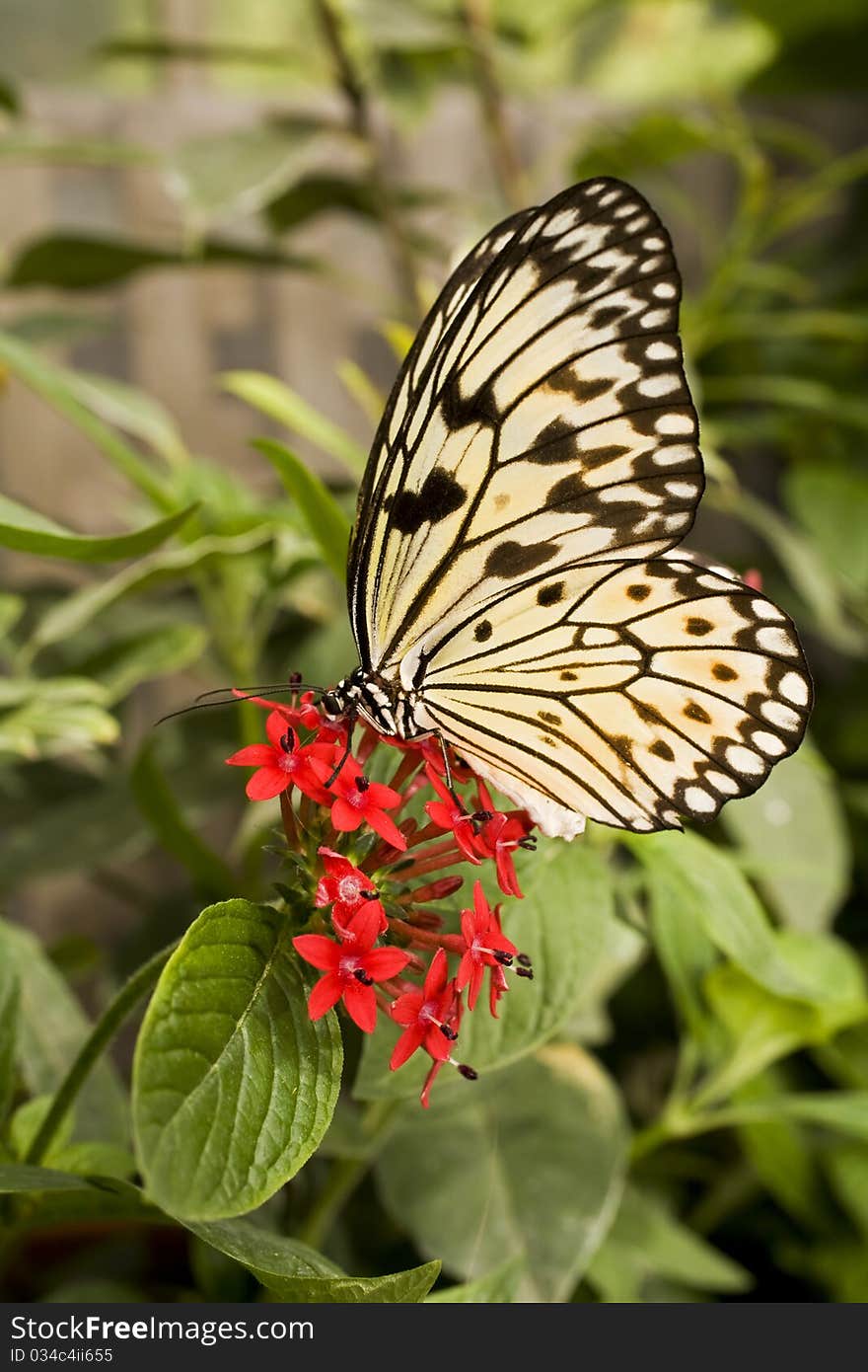 Paper Kite Butterfly (Idea Leuconoe)