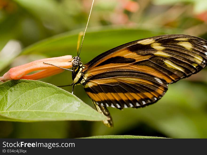 Close up of Tiger Butterfly. Close up of Tiger Butterfly