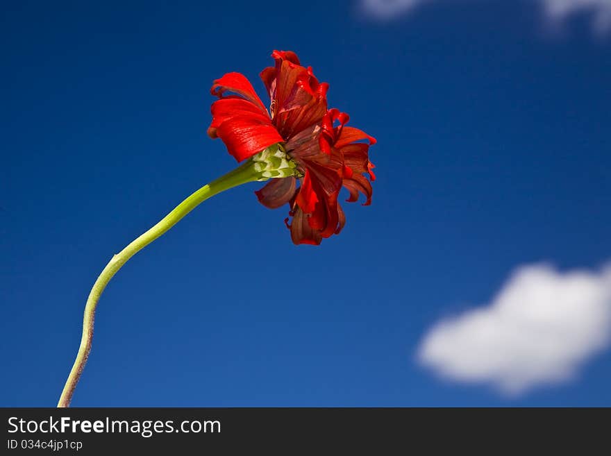 Red Zinnia