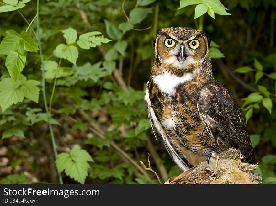 Great Horned Owl (Bubo virginianus)