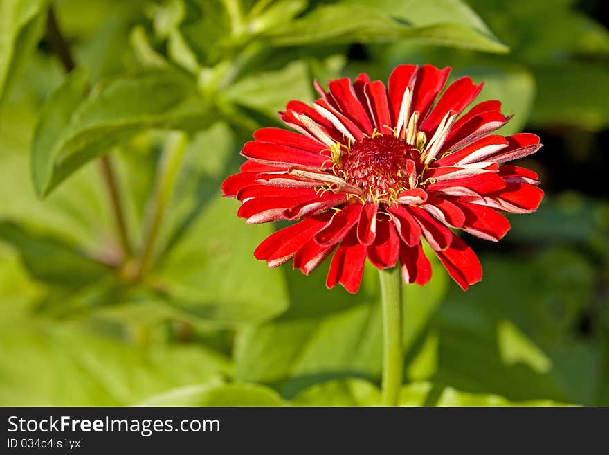 Bright Red Zinnia