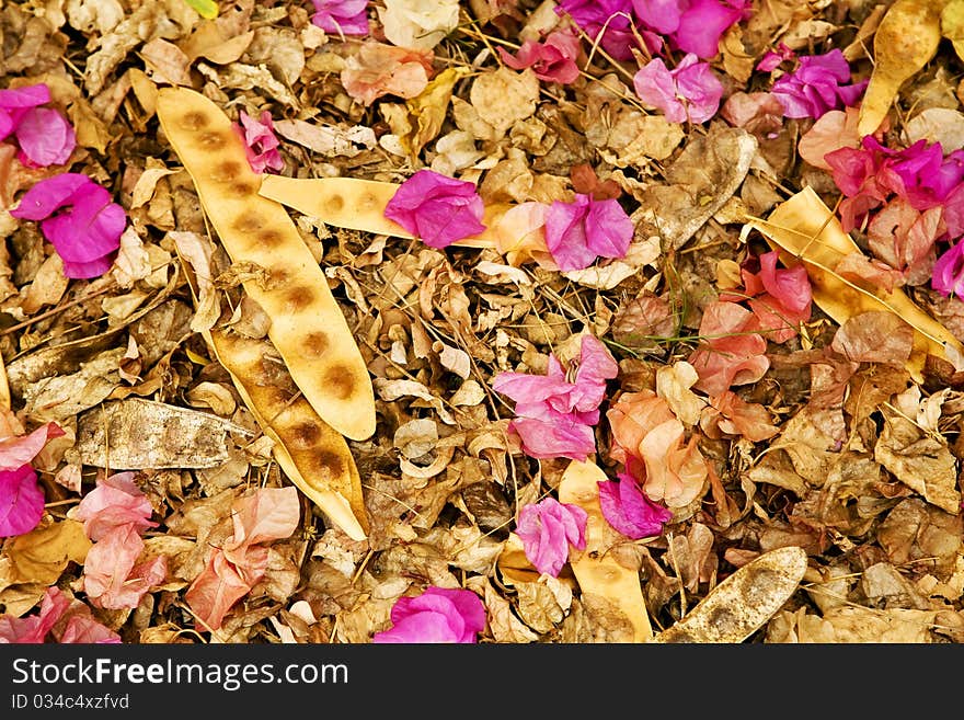 Collection Of Dried Leaves And Blooms