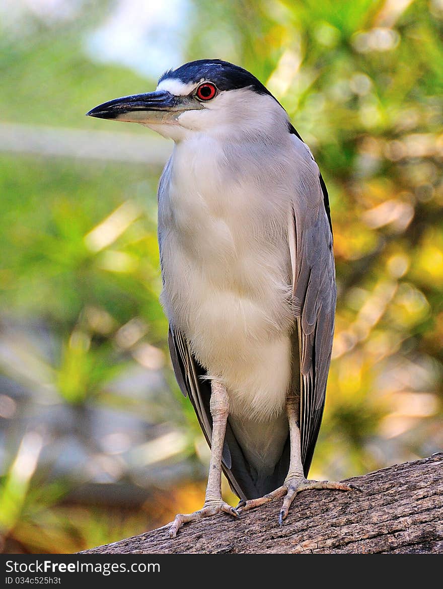 Black crowned Night Heron