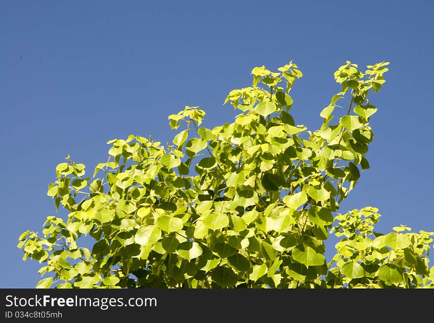 The green leaf and blue sky. The green leaf and blue sky