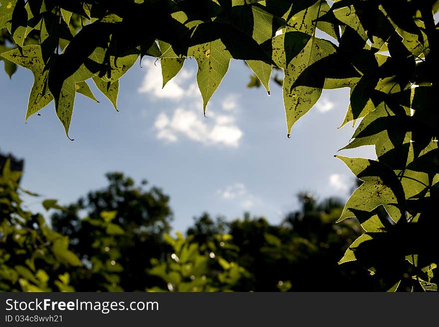 The green leaf under sunshine. The green leaf under sunshine