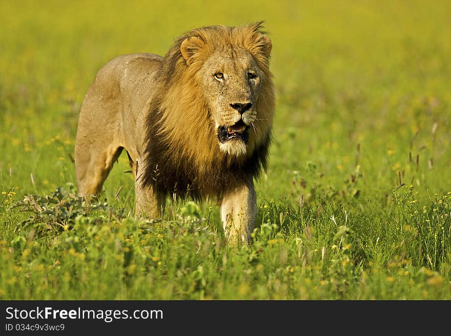 Male lion walking in plains with yellow flowers