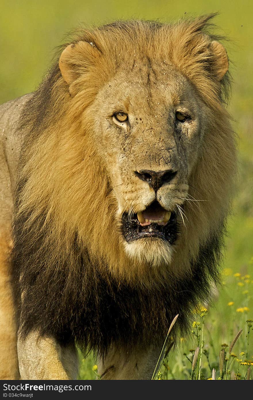 Head on male lion portrait with yellow flowers in the background