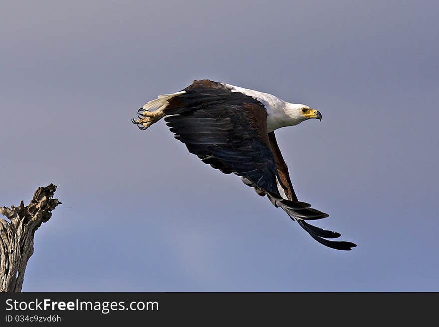 African Fish Eagle Flying