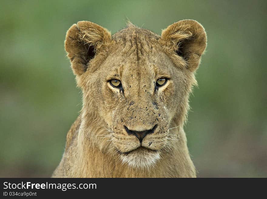 Head on young male lion portrait