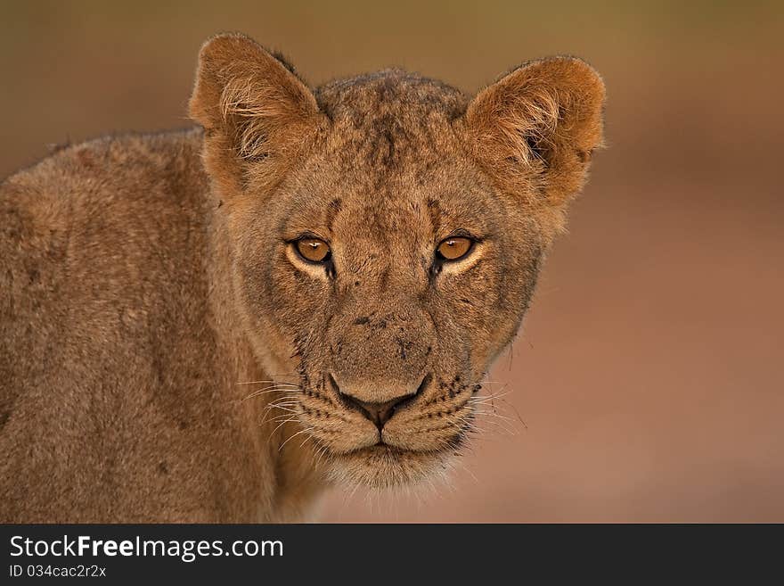 Portrait female lioness staring straight on