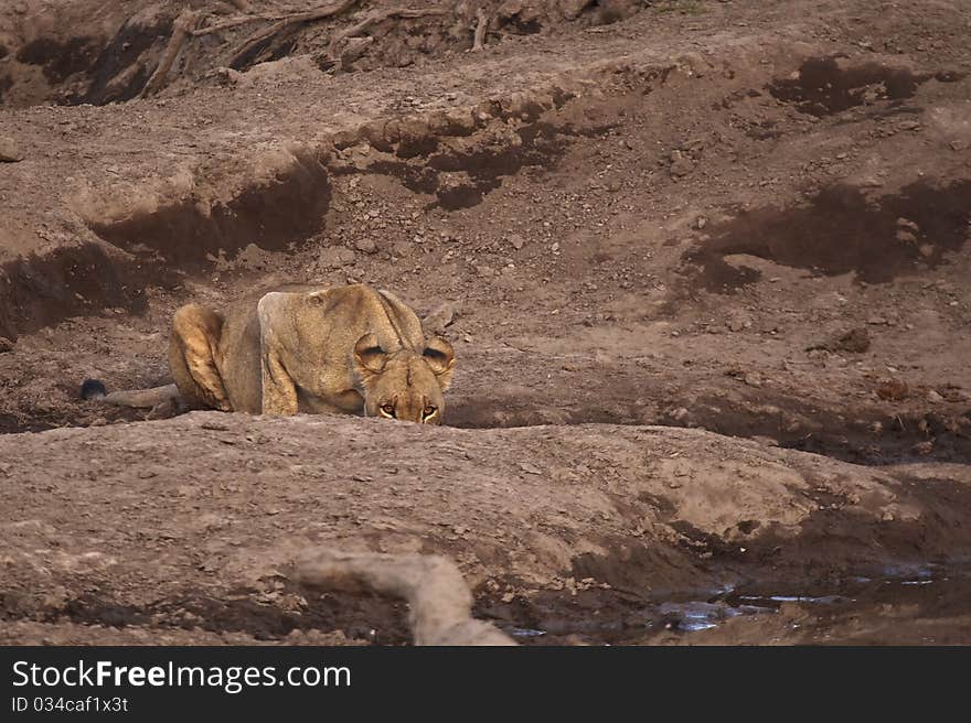 Female lion drinking