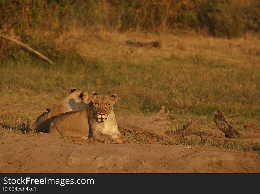 Female lions resting for the day